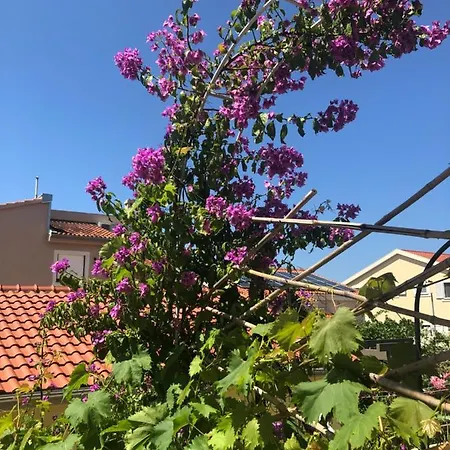 Gloria * 布罗达里卡