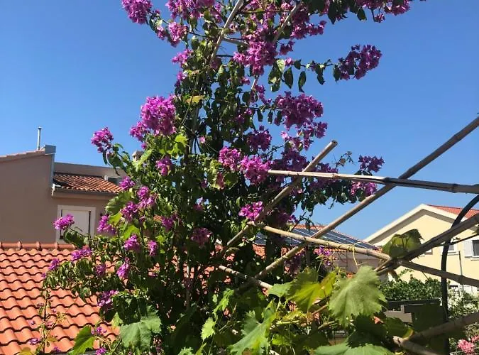 Gloria * 브로다리카